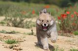 CHIEN FINNOIS DE LAPONIE 444